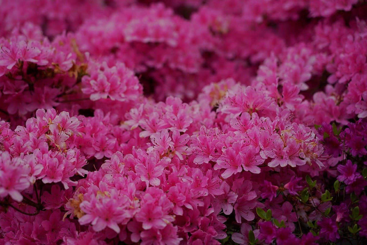 pink, desktop backgrounds, nature background-8641808.jpg