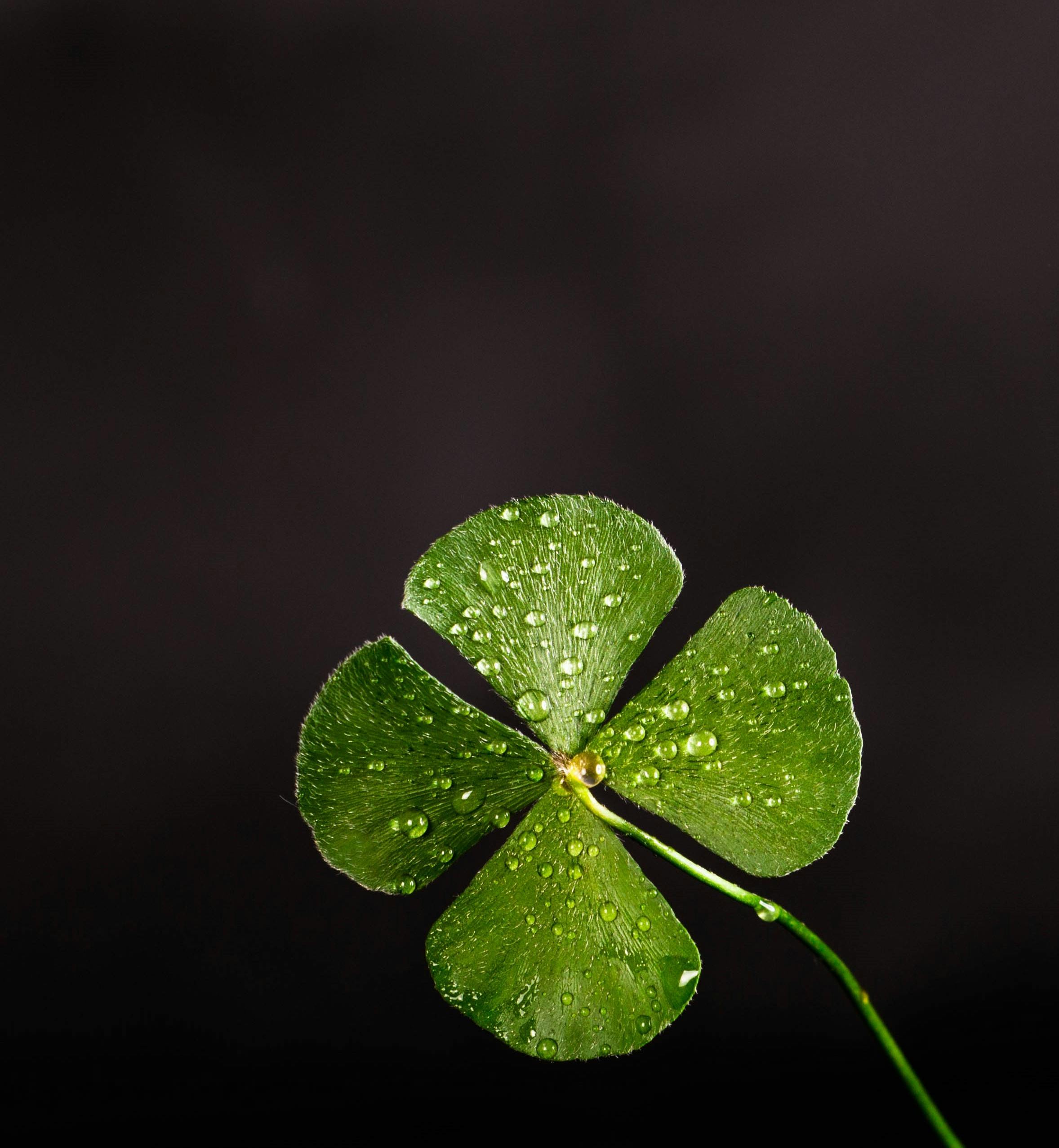 Close-up of a four-leaf clover with dew drops, symbolizing luck and freshness.