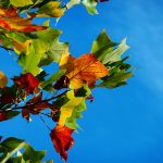 Colorful autumn leaves on a tree branch with a bright blue sky background.