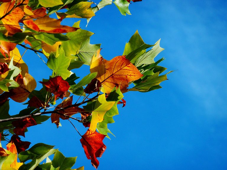 Colorful autumn leaves on a tree branch with a bright blue sky background.