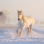 white horse, winter, snow, december, snowfall, nature, horse, equine, wonderland, galopping, animal, horse wallpaper, horse, horse, horse, horse, horse